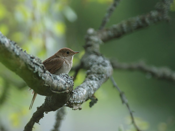 Satakieli, Thrush Nightingale, Luscinia luscinia
